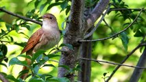 Burung Burung Cantik Di Alam Liar, Dan Suaranya Yang sangat Merdu