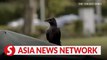 The Straits Times | Crows seen attacking pedestrians in Singapore’s Bishan