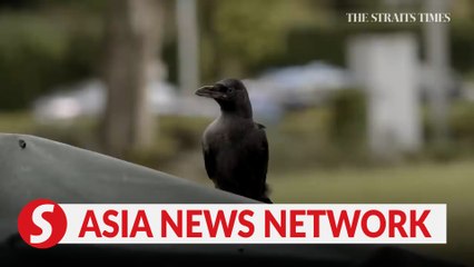 The Straits Times | Crows seen attacking pedestrians in Singapore’s Bishan