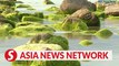 Vietnam News | Da Nang City's Nam O Reef draws tourists