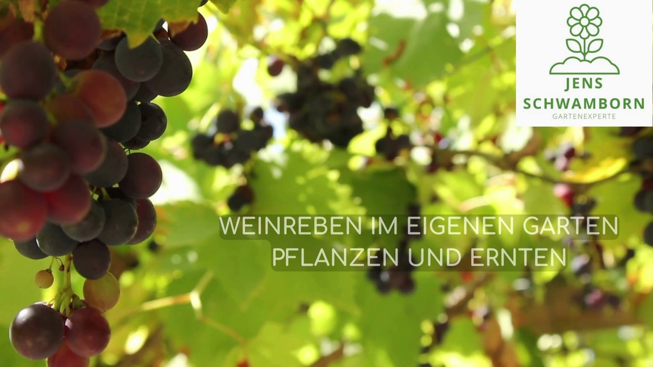 Jens Schwamborn Weinreben im eigenen Garten pflanzen und ernten