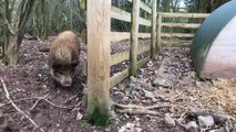 Villagers save 5-month-old orphaned piglet which made daring escape when her family were shot by hunters after being mistaken for wild boar