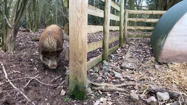 Villagers save 5-month-old orphaned piglet which made daring escape when her family were shot by hunters after being mistaken for wild boar