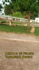 Domingo de perros y gato - Tacuarembó, Uruguay (12/02/2023)