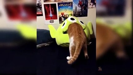 funny cat and dog video #viralvideo #trending #bestvideo #thecuteanimal