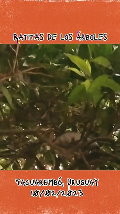 Ratitas en los árboles - Tacuarembó, Uruguay (10/02/2023)