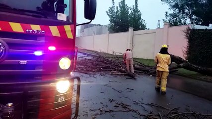 Bombeiros são mobilizados após árvore cair e interditar a rua no bairro Cancelli
