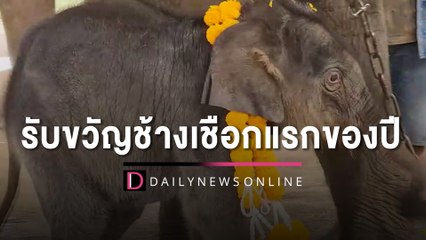 สวนนงนุชพัทยา จัดพิธีรับขวัญช้างเชือกแรกของปี 2566 | HOTSHOT เดลินิวส์ 17/02/66