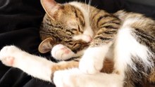 Cute Cat Sleeps on His Paw