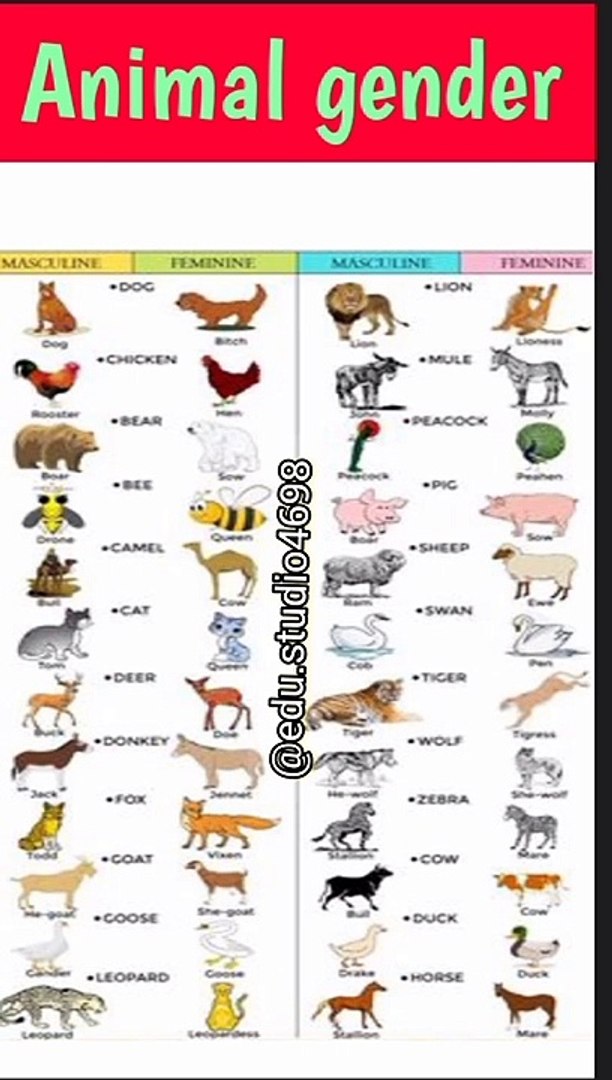 ⁣gender of animals | Masculine and feminine gender animals | Animals gender | baby animals#shorts