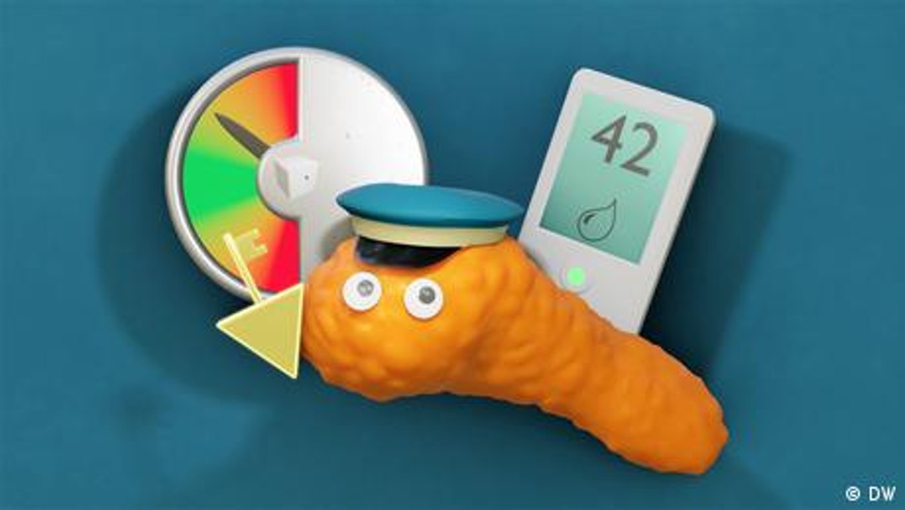 So arbeitet die Bauchspeicheldrüse