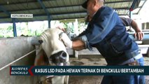 Kasus LSD Pada Hewan Ternak di Bengkulu Bertambah