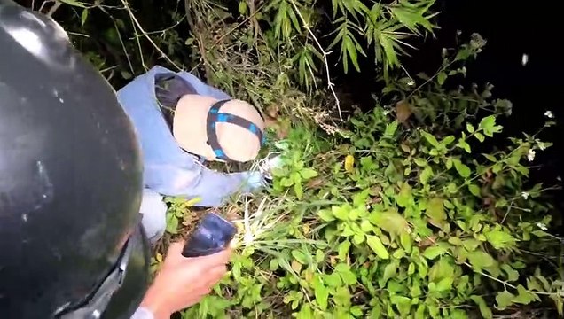 Chasse à la souris - Mouse hunter #6