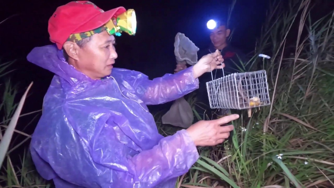 Chasse à la souris - Mouse hunter #7