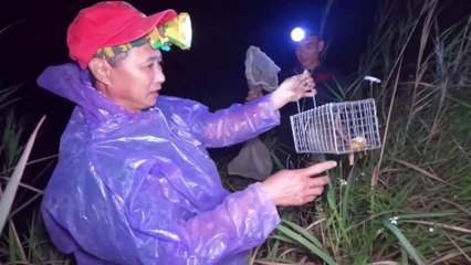 Chasse à la souris - Mouse hunter #7