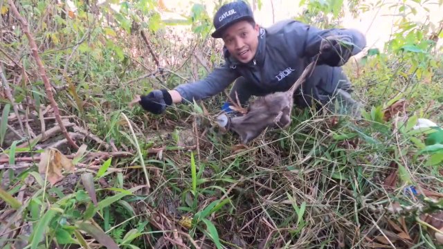 Chasse à la souris - Mouse hunter #8