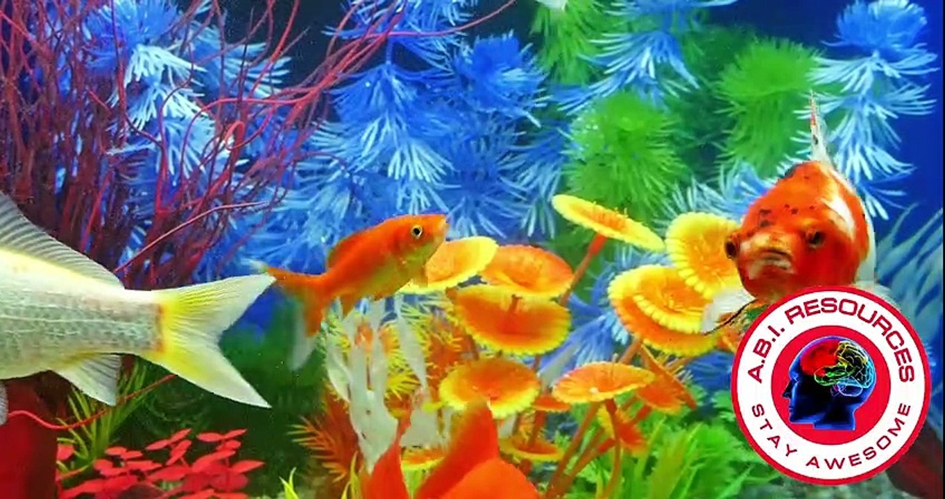 ABI RESOURCES FISH TANK ABI Waiver Program, MFP Program, Life Skills Training ILST, Brain Injury Awareness, Care Management, Connecticut Community Care, Home Modifications, Neuro Knowledge, Compassion/Advocates, Cognitive Behavioral Therapy (CBT), Medicai