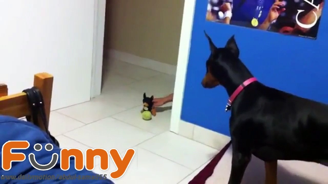 funny scared doberman (2)