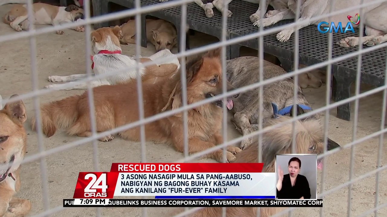 3 asong nasagip mula sa pang-aabuso, nabigyan ng bagong buhay kasama ang kanilang "fur-ever" family | 24 Oras