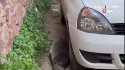 Vatandaşlar şaşkına döndü! Yolunu şaşıran fok Ayvalık sokaklarında böyle gezdi