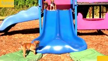 Puppies on Slides