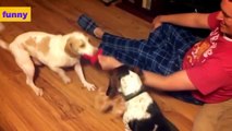 Funny Dogs Sliding on Wood Floors