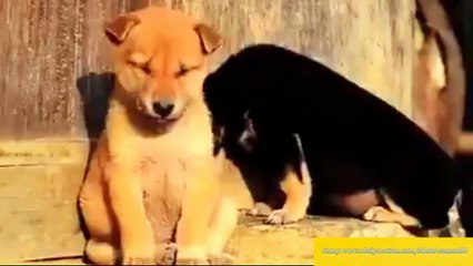 Animals trying to stay awake .  _ Funny Videos