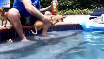 BEST FUNNY DOGS Best Dog and Puppy Fails