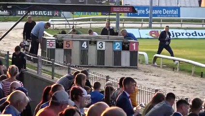 Dog race  - Greyhounds - Track race || Dogs Day
