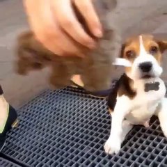 Dog's ears looking like a bird