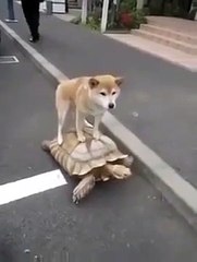 Whatsapp funny video 26 @whatsapp #whatsapp