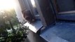 Funny cat, trying to get in house, try not to laugh or grin, funny