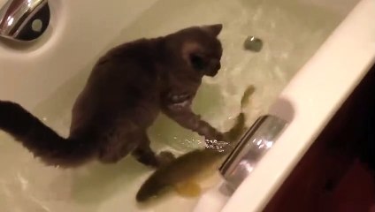 Cat friends with a fish - Cat and fish playing in a bathtub