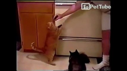 Funny Cats and Cute Animal Begging for Food