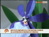 Exposición de Orquídeas de Venezuela fomenta el cuidado ambiental con exhibición de 20 ejemplares
