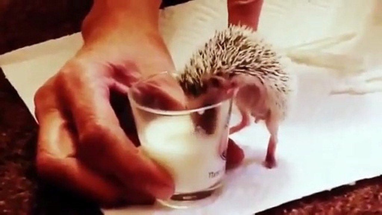 FUNNY ACCIDENT