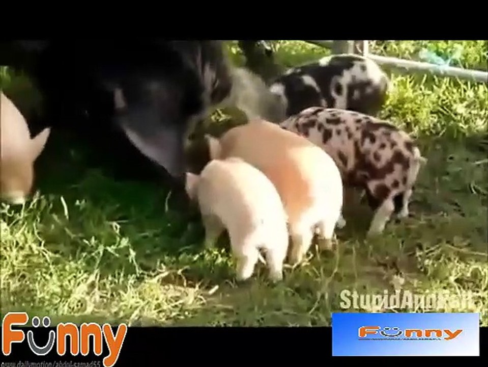 Funny FAILS - Ultimate Funny Videos Fails Compilation 2016 - FailLand - (5)