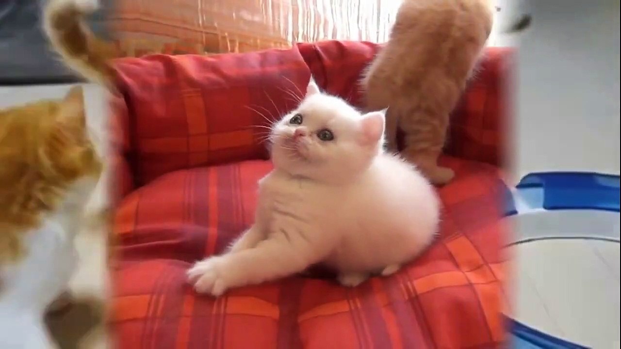 Very Cute Kitten   Cute Kittens Doing Funny Things   Funny kittens