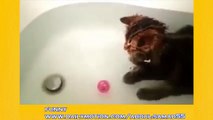 Funny Cats Love Water _ Cats That Love Baths _ Funny Videos