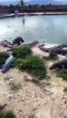 alligator_&_crocodile_is_a_dangerous_reptile!_on_a_kill_hunt_for_food_#short_#shorts