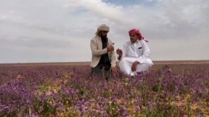Arabia saudita, deserto viola per fioritura straordinaria