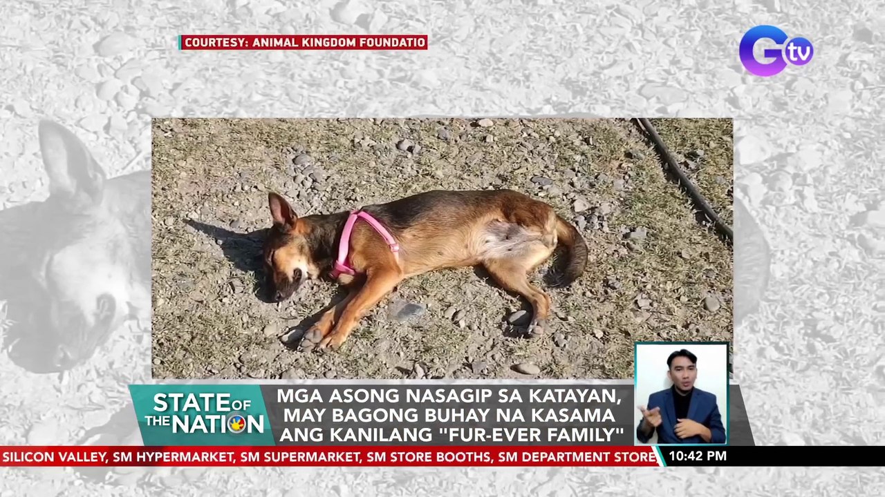 Mga asong nasagip sa katayan, may bagong buhay na kasama ang kanilang "fur-ever family" | SONA