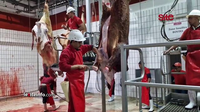 وصول أول شحنة من الأبقار المستوردة بعد إلغاء الرسوم الجمركية ببني ملال