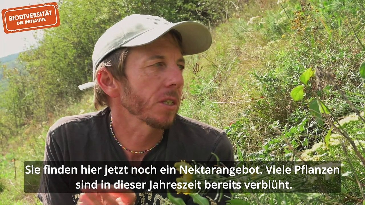 Gefährdete Pflanzen und ihre Lebensräume: Die Goldaster auf Trockenwiesen