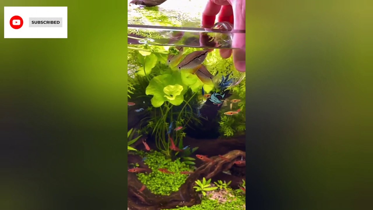 Baby Fish  When keeping baby fish in the tank #fish #fishvideo #fishtank #shorts #short #BTS #reels  ❤️ INSPIRES EMOTIONS ❤️