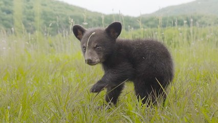Starving And Malnourished  Orphan Bear Cub Rescued From Great Smoky Mountains