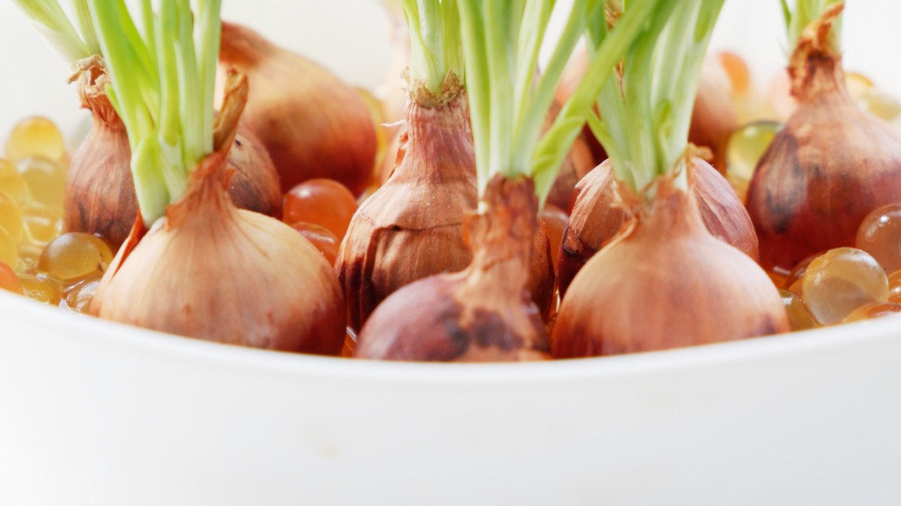 Can You Eat Sprouted Onions - video Dailymotion