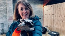 The baby goats in coats that signal the rebirth of the Scottish cashmere industry