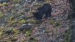 Imágenes de osos en la Cordillera Cantábrica