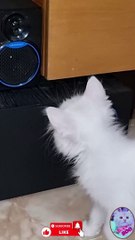 LOOKING FOR SOMETHING#SHORTS